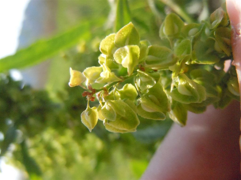 Rumex crispus